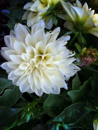 Close-up of white flowers