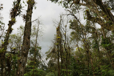 Low angle view of trees in forest against sky