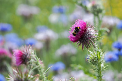 Close-up of purple thistle flower
