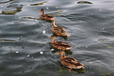 High angle view of duck swimming on lake