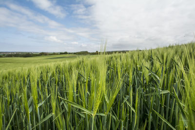 Scenic view of wheat field against sky