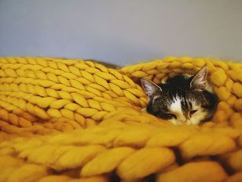 Close-up of cat sleeping