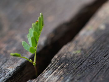 Close-up of young plant growing outdoors