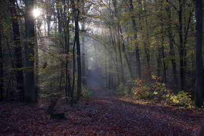 Trees in forest during autumn