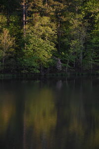 Scenic view of lake in forest