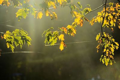 Low angle view of leaves on tree