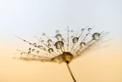 Close-up of insect on flower against white background