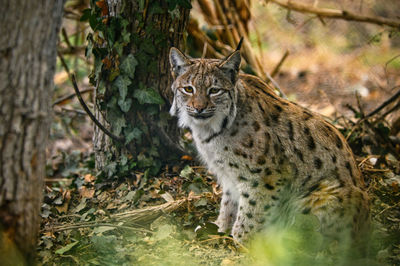 Close-up of cat