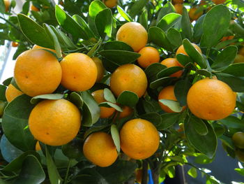 Close-up of oranges growing on tree