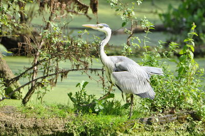 Gray heron on field