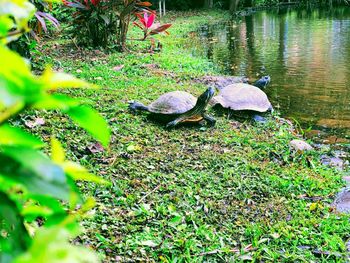View of crab on grass