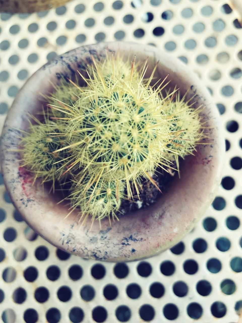 DIRECTLY ABOVE SHOT OF POTTED CACTUS