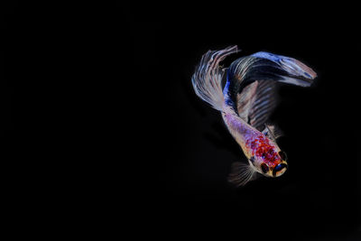 Close-up of fish swimming in aquarium