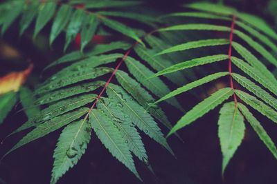Close-up of cannabis plant during rainy season