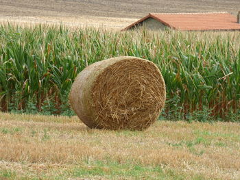 Hay bales on field