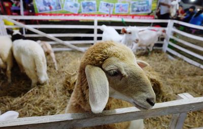 View of sheep in pen