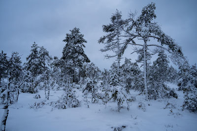 Snowy swamp