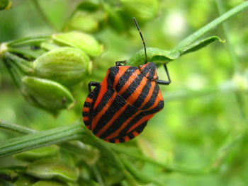 Close-up of graphosoma lineatum on plant