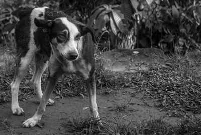 Portrait of dog standing on land