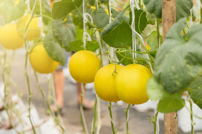 Close-up of golden honeydew melons hanging on plant