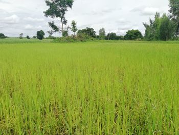 Scenic view of agricultural field against sky