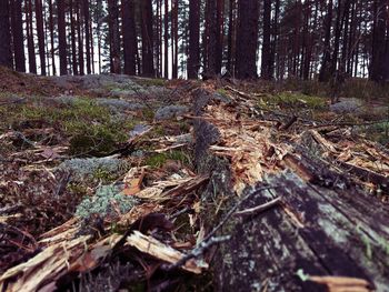 Pine trees in forest