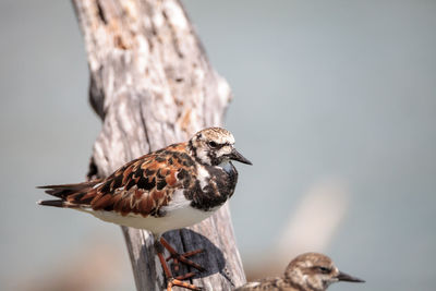 Nesting ruddy turnstone wading bird arenaria interpres along the shoreline of barefoot beach