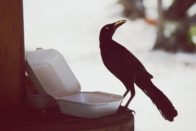 Bird perching by box on seat