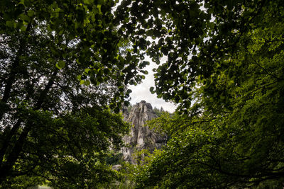 Low angle view of trees in forest