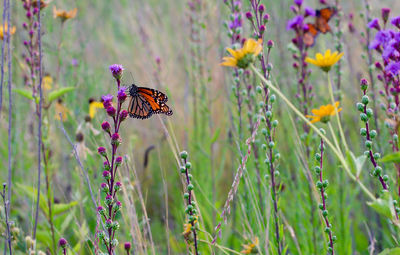 Close-up of bee perching on flower in field