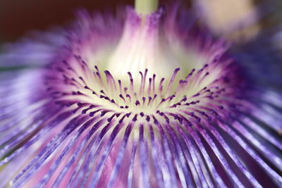 Close-up of purple flowering plant