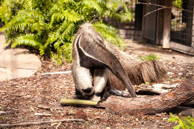 Giant anteater myrmecophaga tridactyla forages under logs and moves bamboo out of the way to hunt 