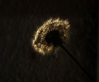 dandelion