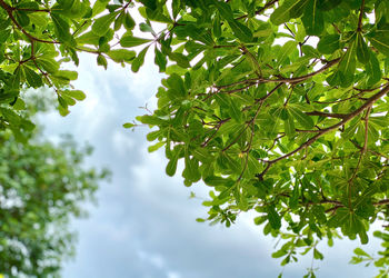 Low angle view of leaves on tree against sky