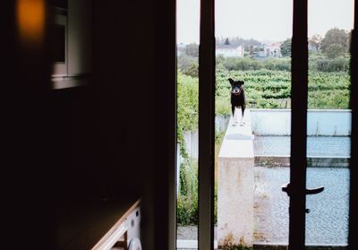 Rear view of woman standing by window