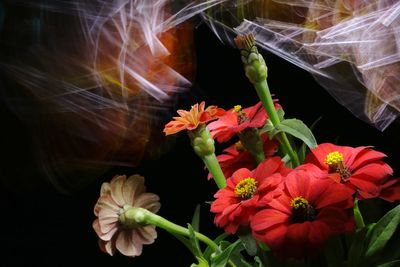 Close-up of flowering plant