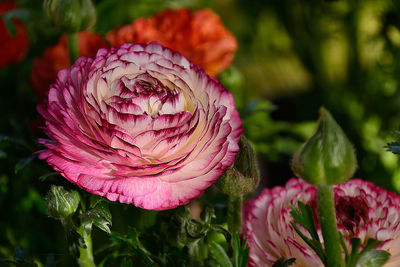 Close-up of pink rose