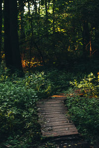 Footpath amidst trees in forest
