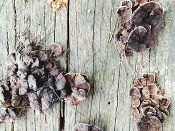 Close-up of dry mushrooms growing on wood