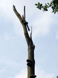 Low angle view of tree against sky