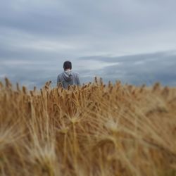 Full length of wheat on field against sky