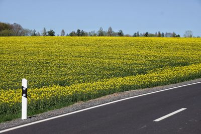 Field of flowers by countryside road