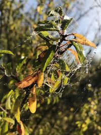 Close-up of spider web on plant