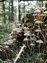 Close-up of tree trunk in forest