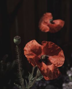 Close-up of red poppy flower