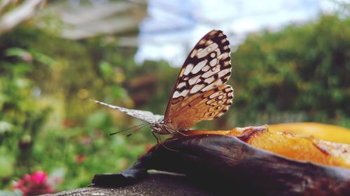 Close-up of butterfly on flower