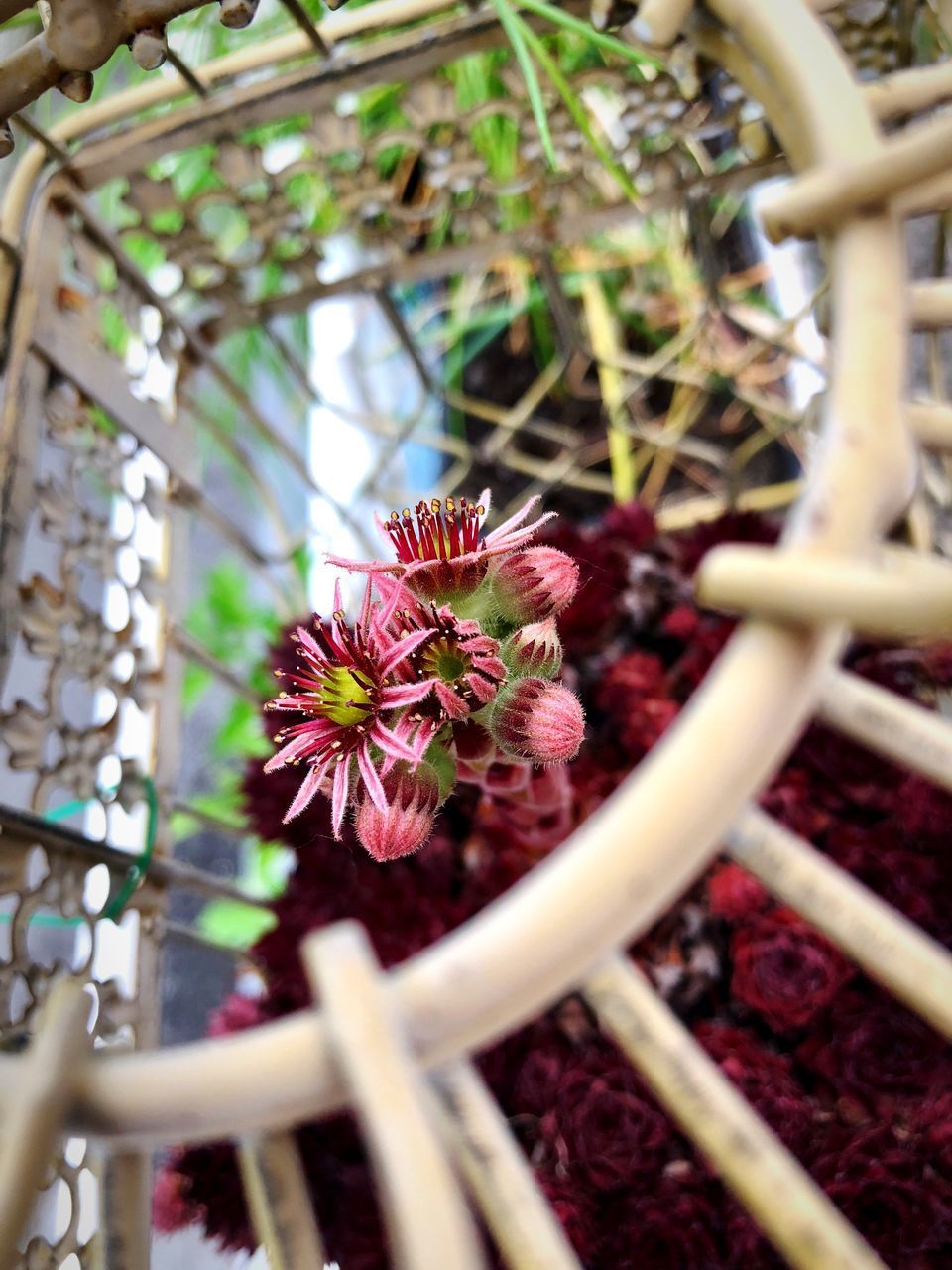 CLOSE-UP OF RED FLOWERING PLANTS