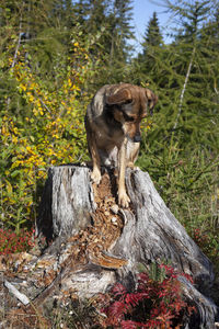 Close-up of a dog on tree stump