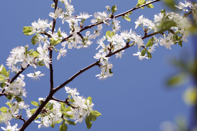 Low angle view of cherry blossoms against sky