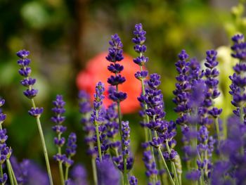 Close-up of purple lavender  flowering plants
